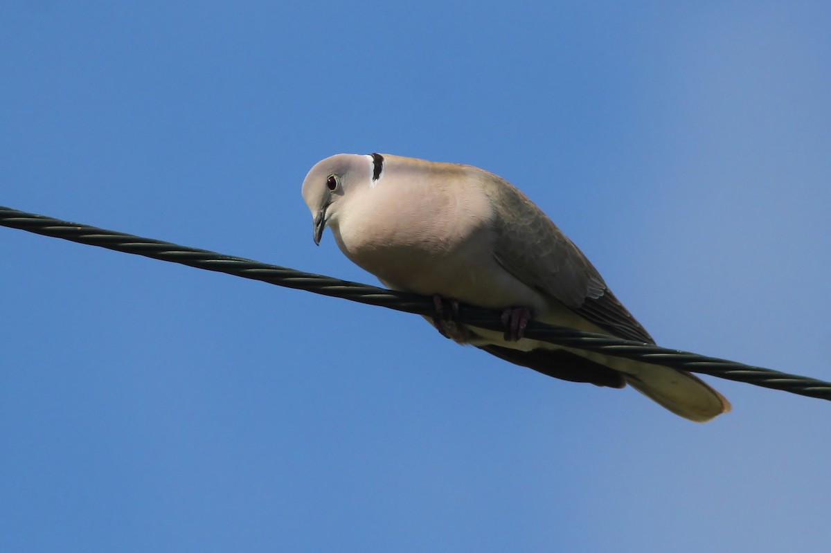 Eurasian x African Collared-Dove (hybrid) - ML225982941