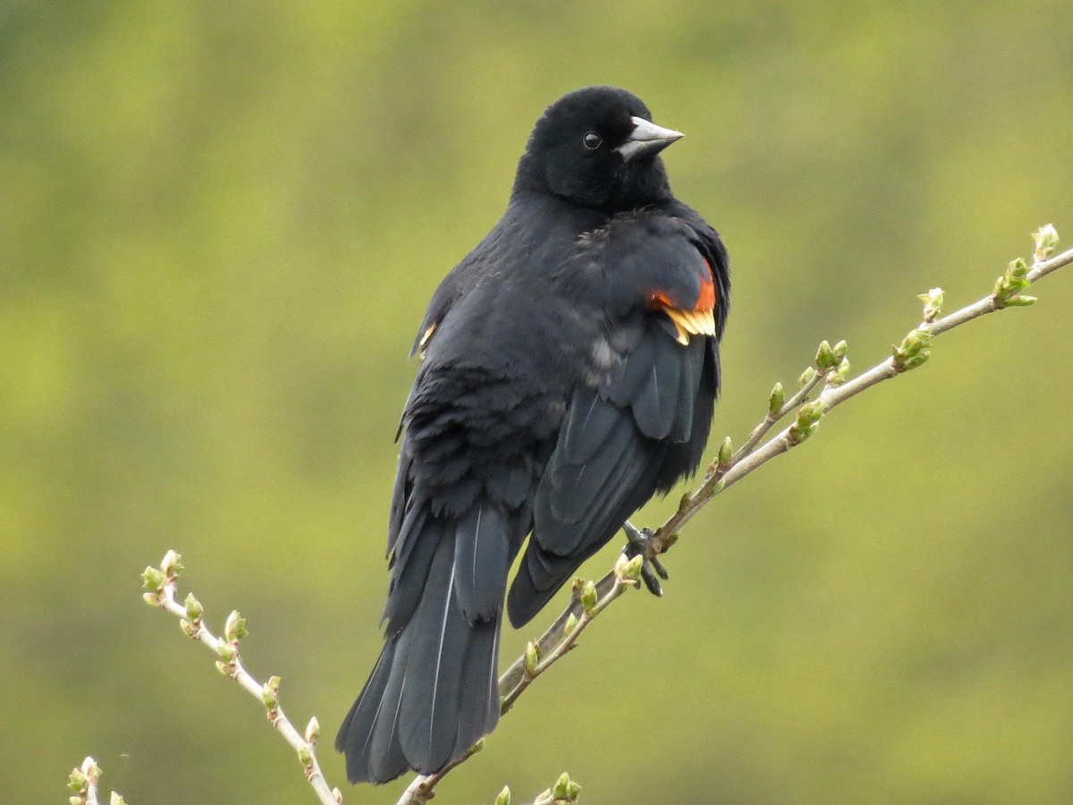 Red-winged Blackbird - ML225983211