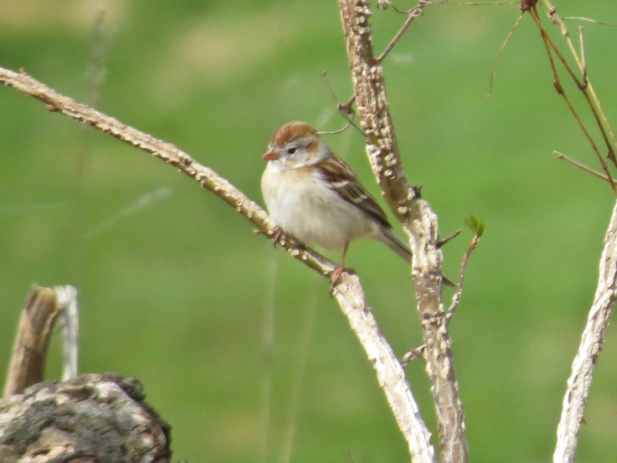Field Sparrow - ML225983481