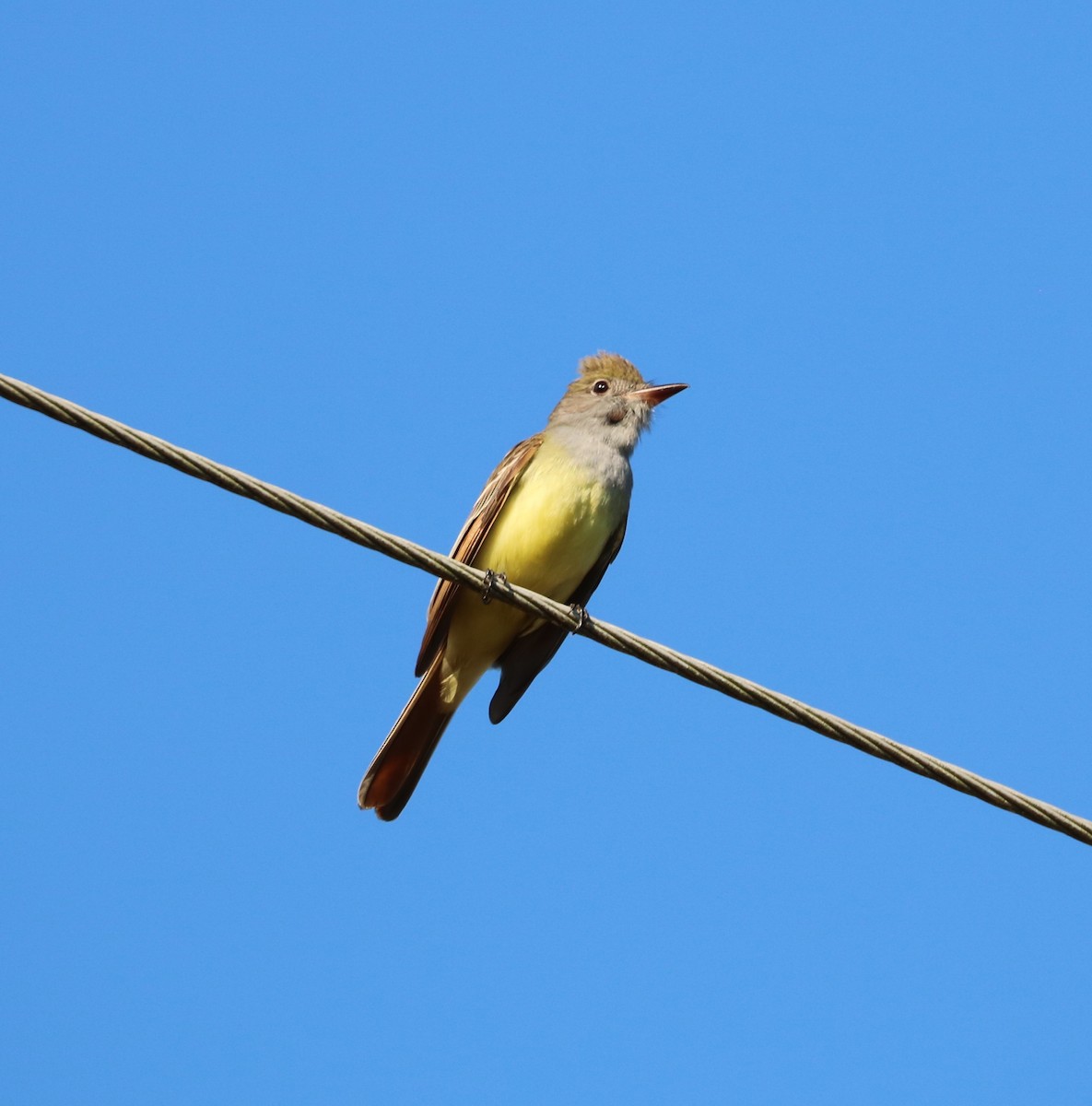 Great Crested Flycatcher - Justin  Hall