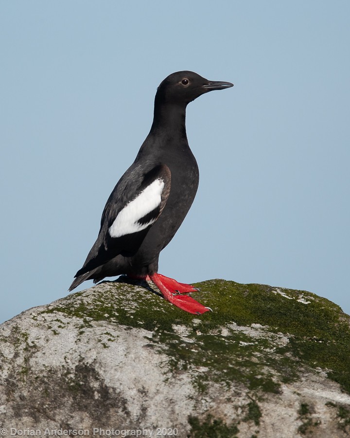 Pigeon Guillemot