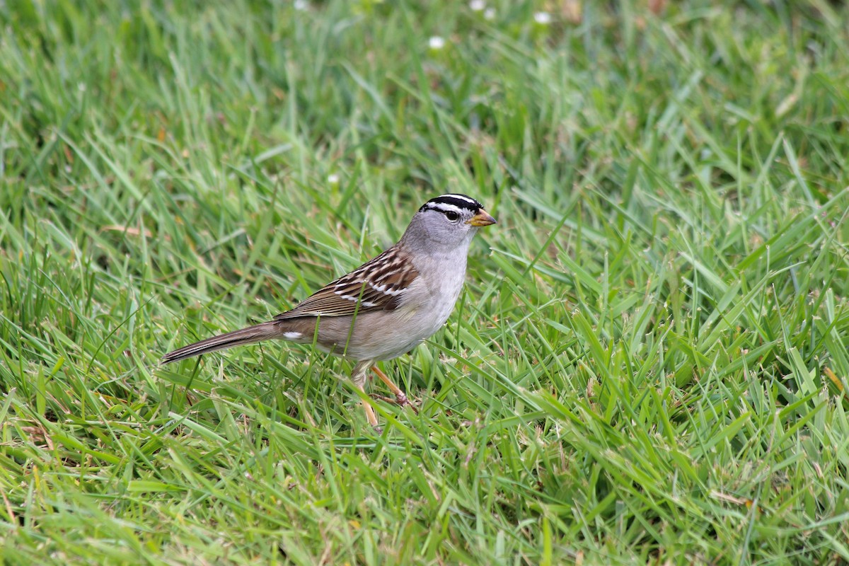White-crowned Sparrow - ML225986111