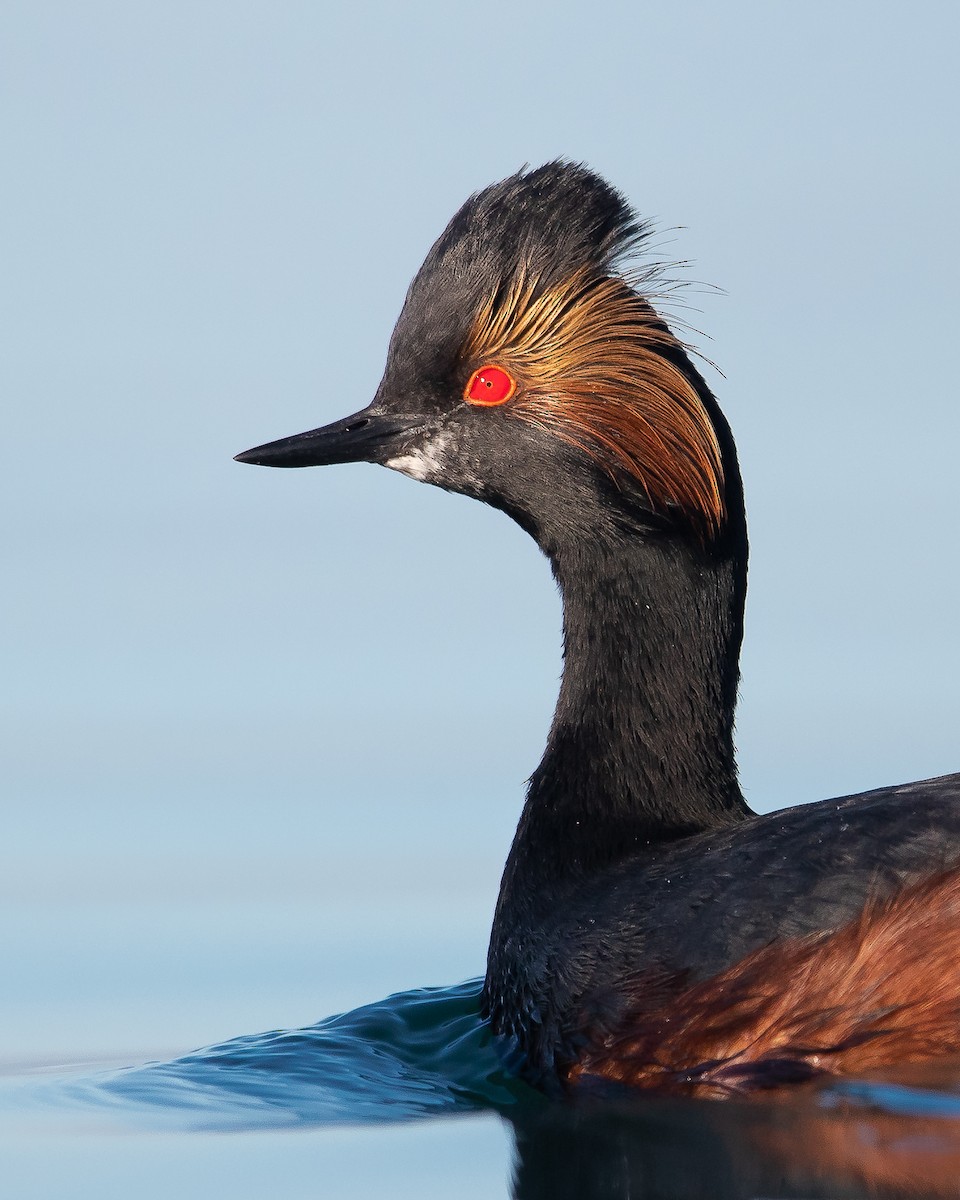 Eared Grebe - Dorian Anderson