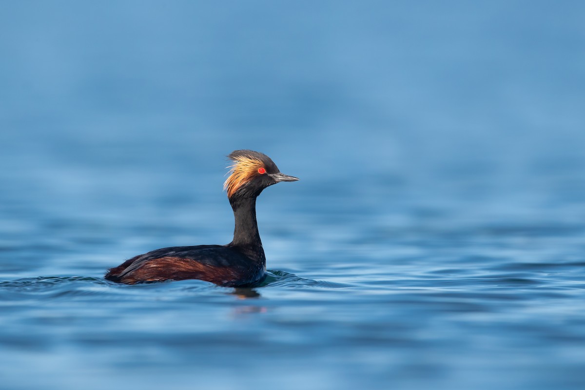 Eared Grebe - ML225987301