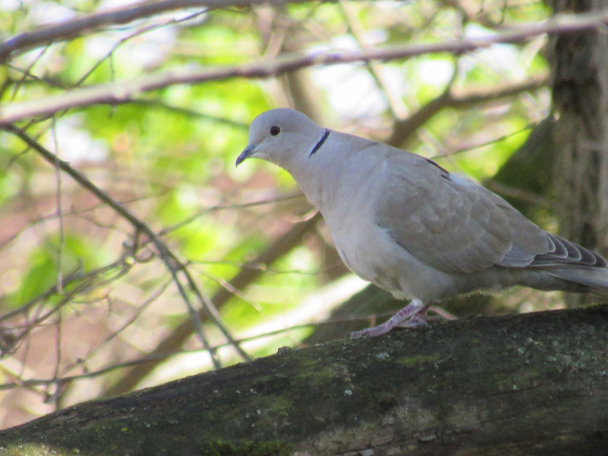 Eurasian Collared-Dove - ML225990151