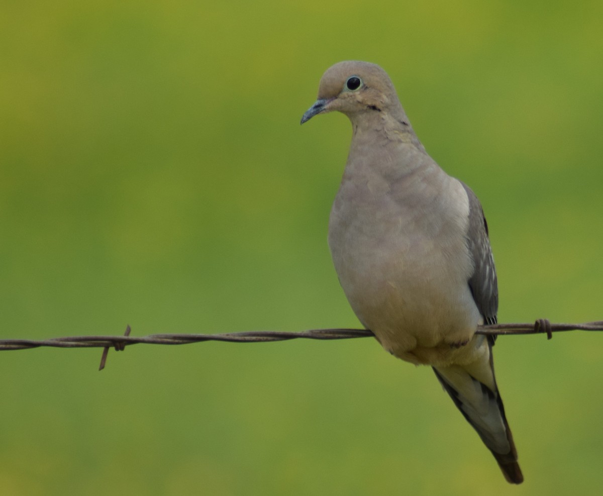 Mourning Dove - Chris Lynch