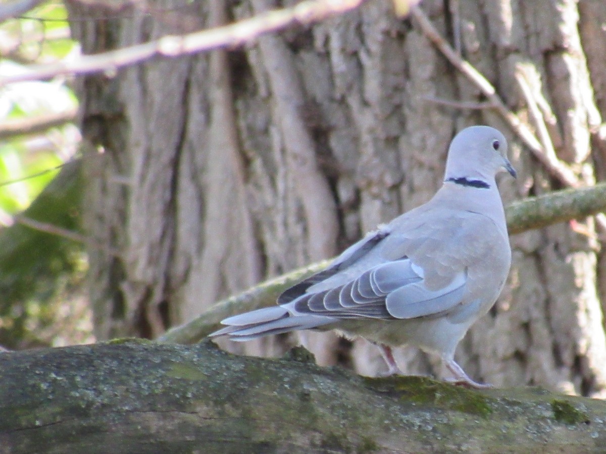 Eurasian Collared-Dove - ML225990961
