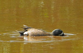 Blue-winged Teal, ML225991641
