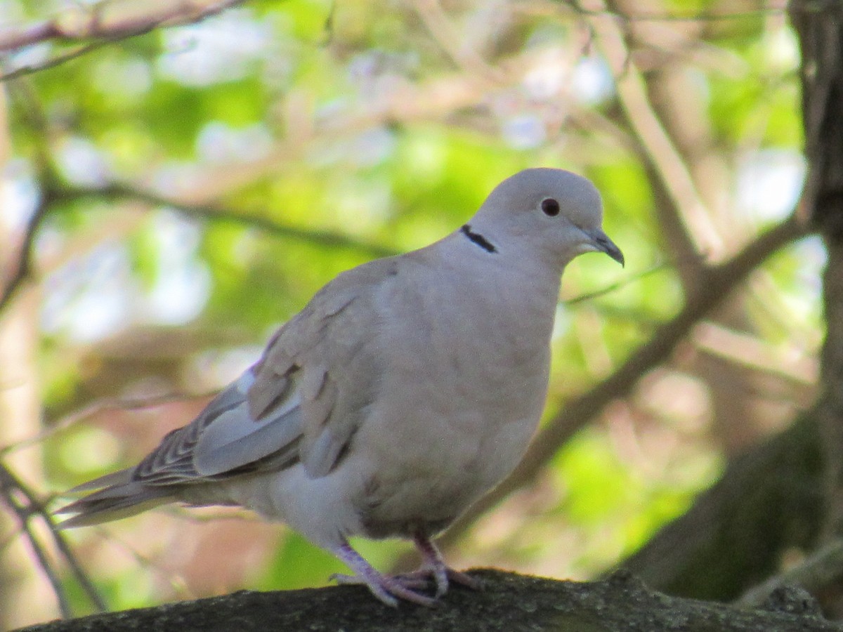 Eurasian Collared-Dove - ML225991711