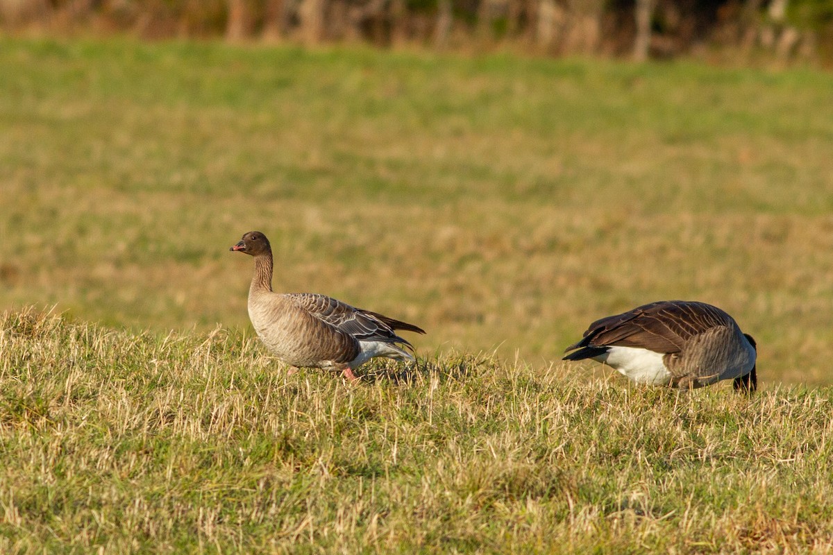 Pink-footed Goose - ML225993561