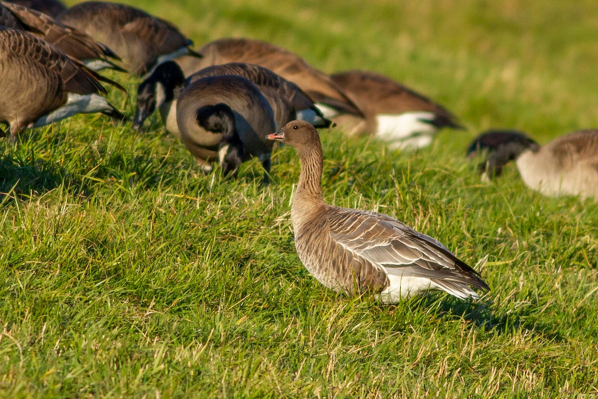 Pink-footed Goose - ML225993601