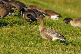 Pink-footed Goose, ML225993601