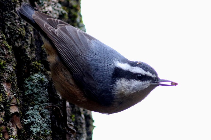 Red-breasted Nuthatch - Jean-Guy Papineau