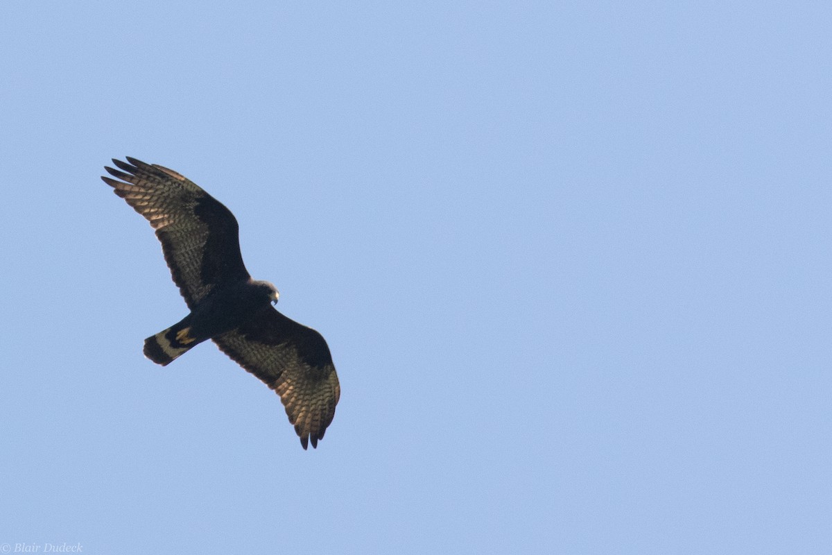 Zone-tailed Hawk - Blair Dudeck