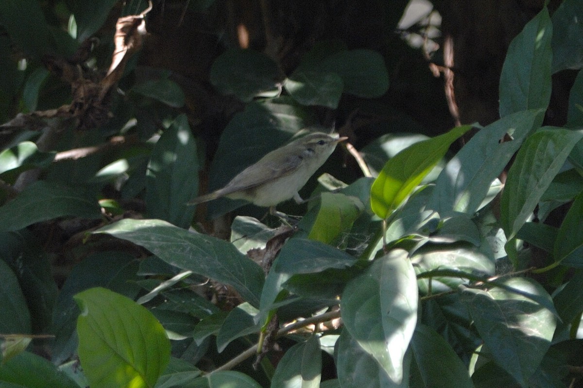 Hume's Warbler - ML225999511
