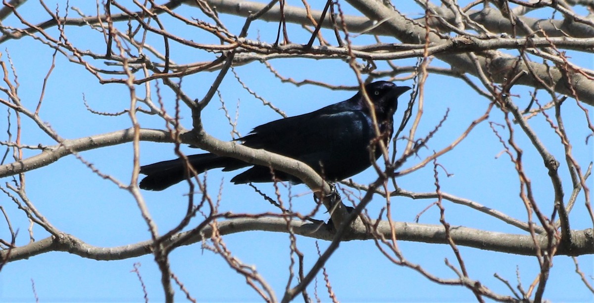 Boat-tailed Grackle - ML226002881