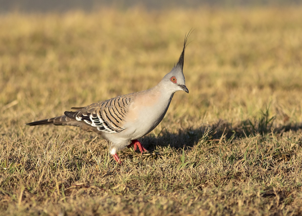 Crested Pigeon - ML226005761