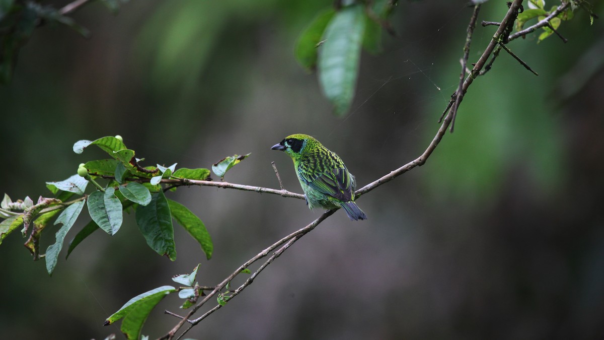 Green-and-gold Tanager - ML226007631