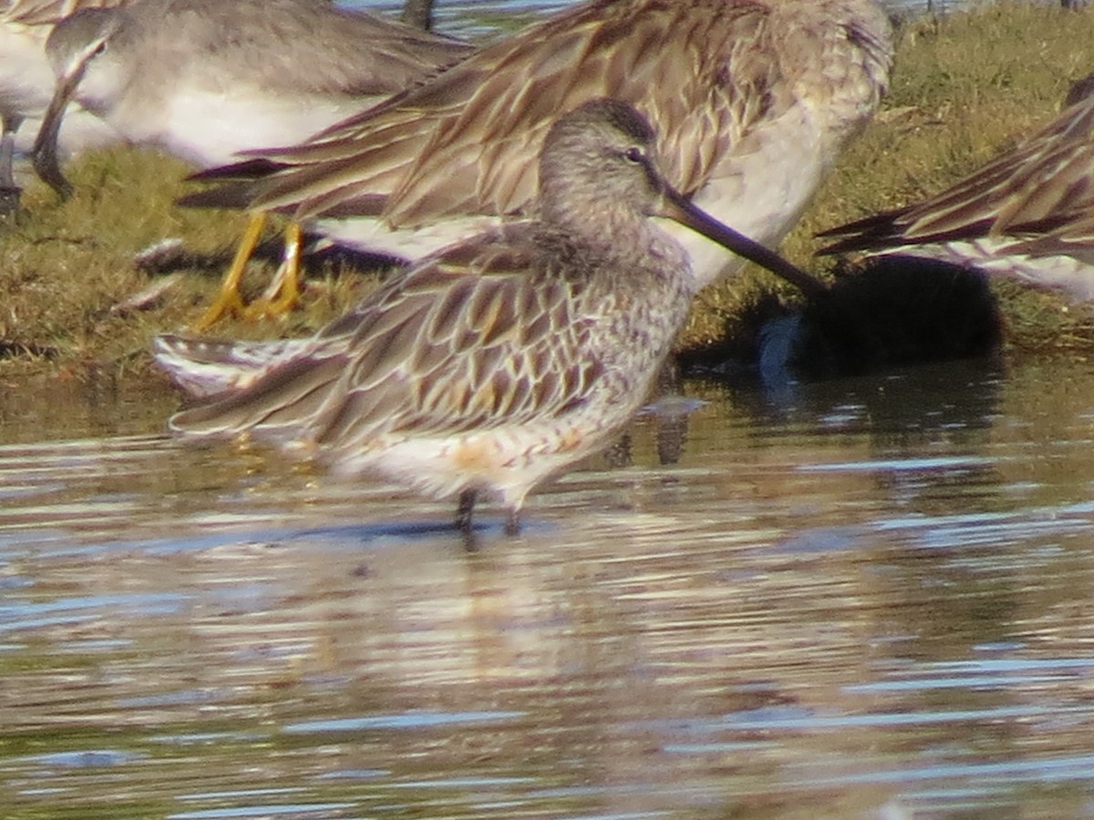 Asian Dowitcher - ML226009611