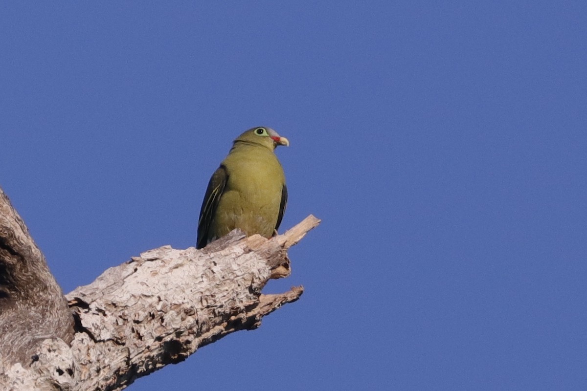 Thick-billed Green-Pigeon - ML226010871