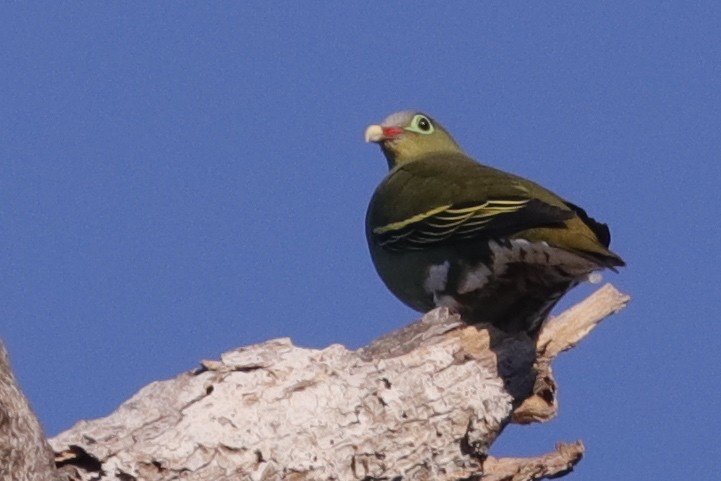 Thick-billed Green-Pigeon - ML226011481