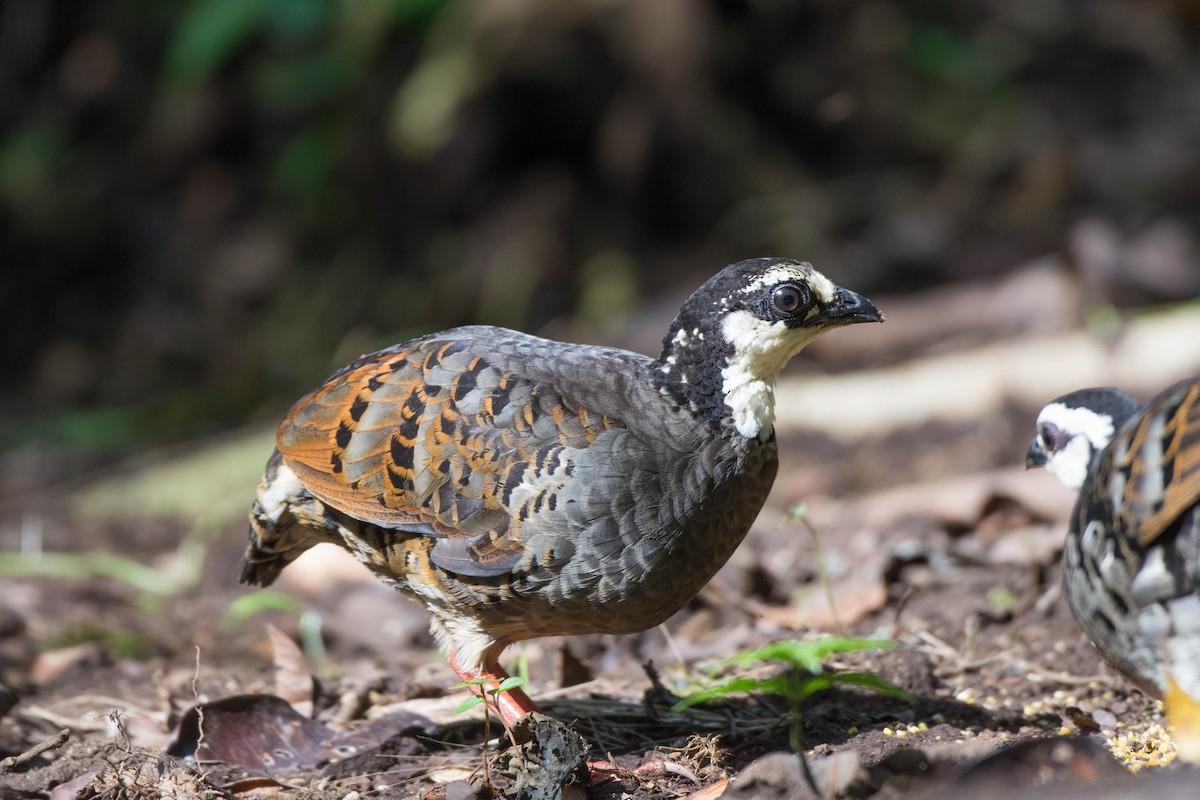 Gray-breasted Partridge - ML226011491