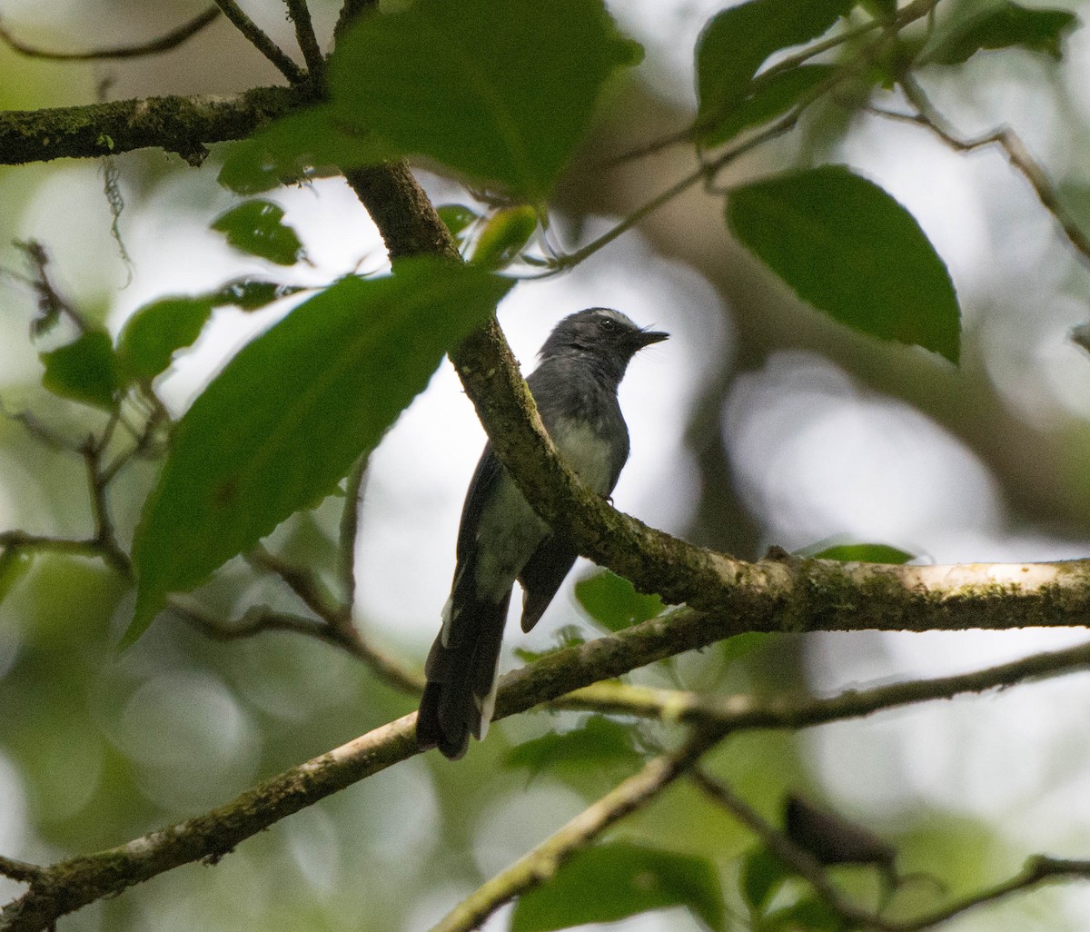 White-bellied Fantail - P. S. Lansley