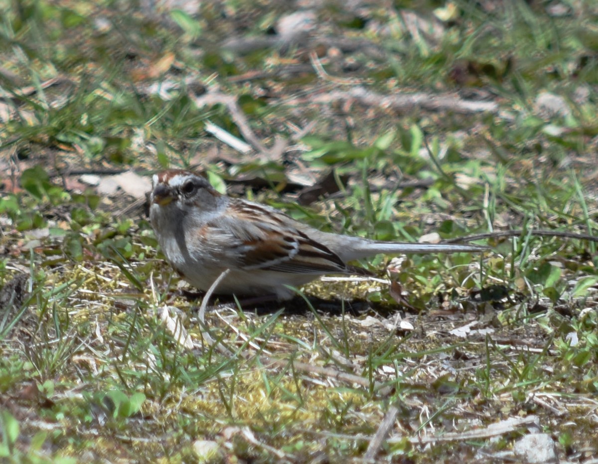 American Tree Sparrow - ML226015261