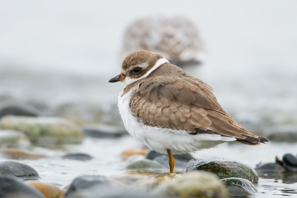 Semipalmated Plover - ML22602181