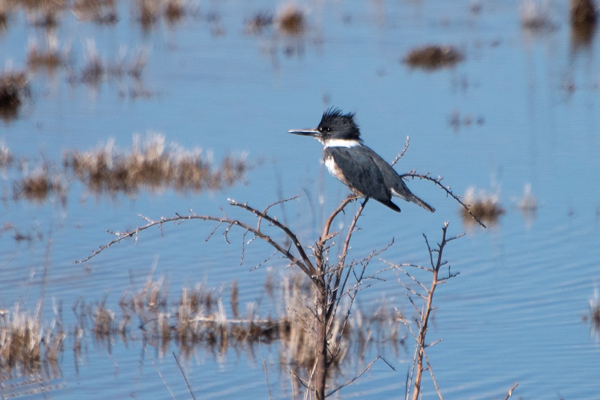 Belted Kingfisher - ML226023881
