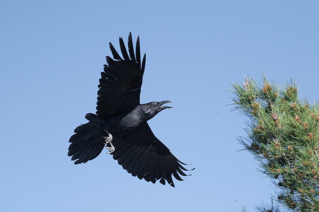 Chihuahuan Raven