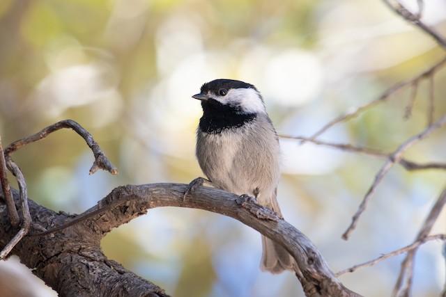 Mexican Chickadee