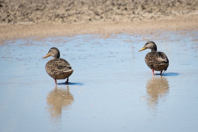 Mexican Duck