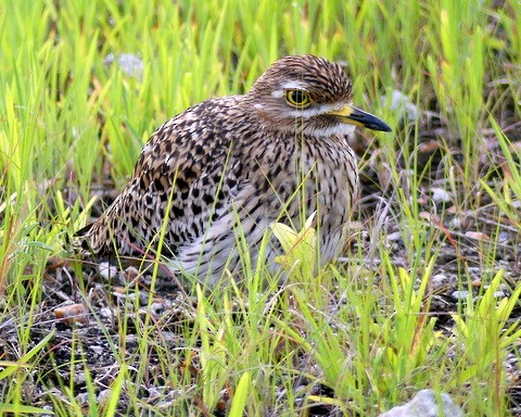 Spotted Thick-knee - Femi Faminu