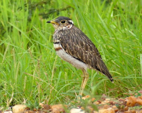 Three-banded Courser - Femi Faminu