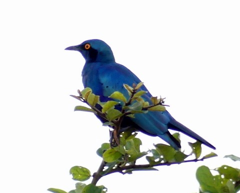 Greater Blue-eared Starling - ML226038621