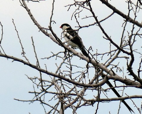 Pin-tailed Whydah - ML226038771
