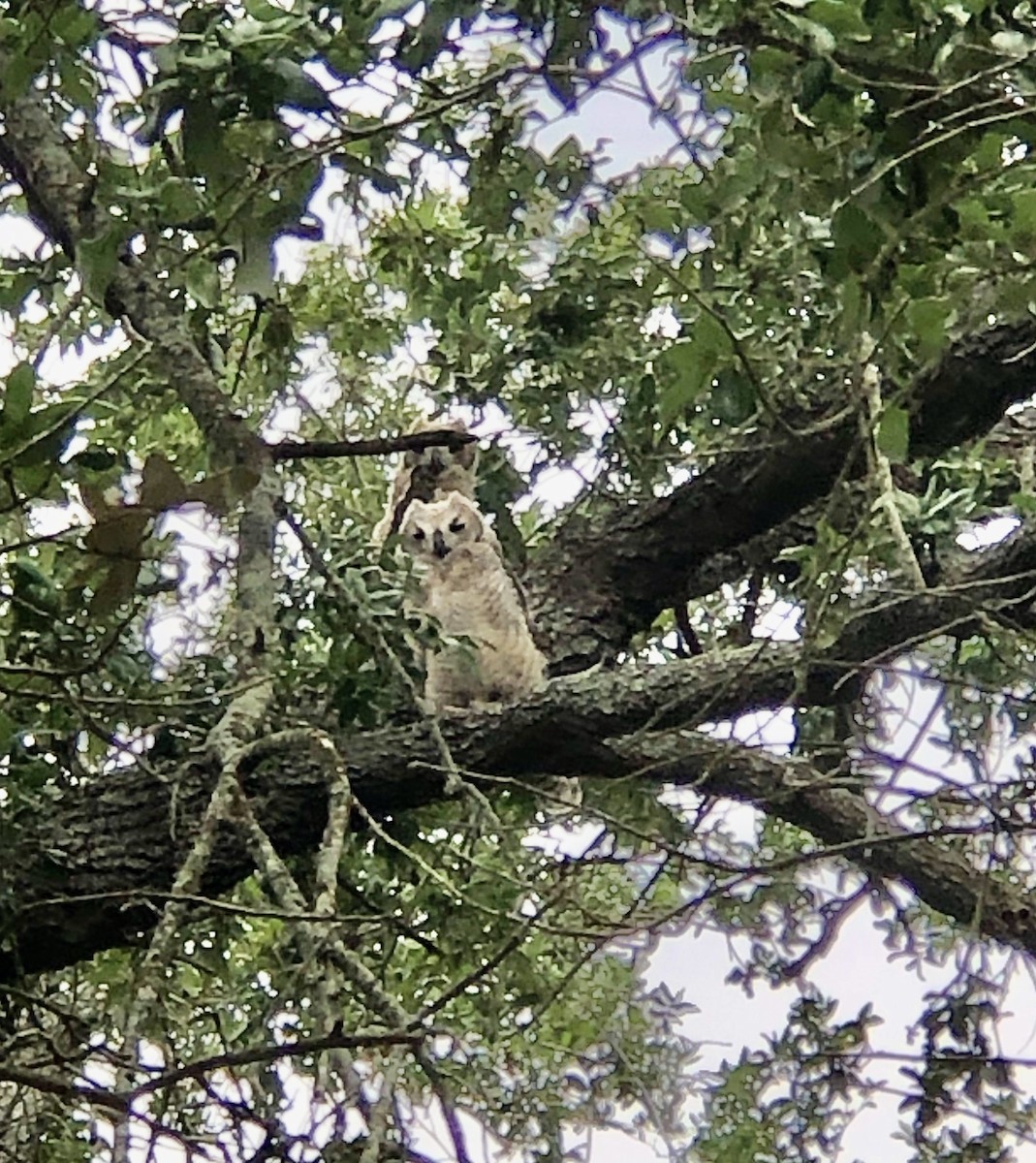 Great Horned Owl - ML226040291