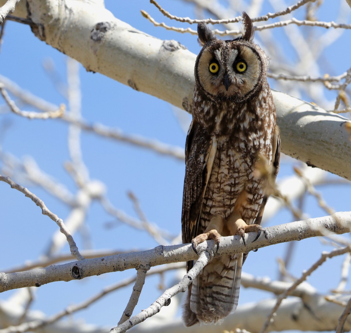Long-eared Owl - Lynn Duncan