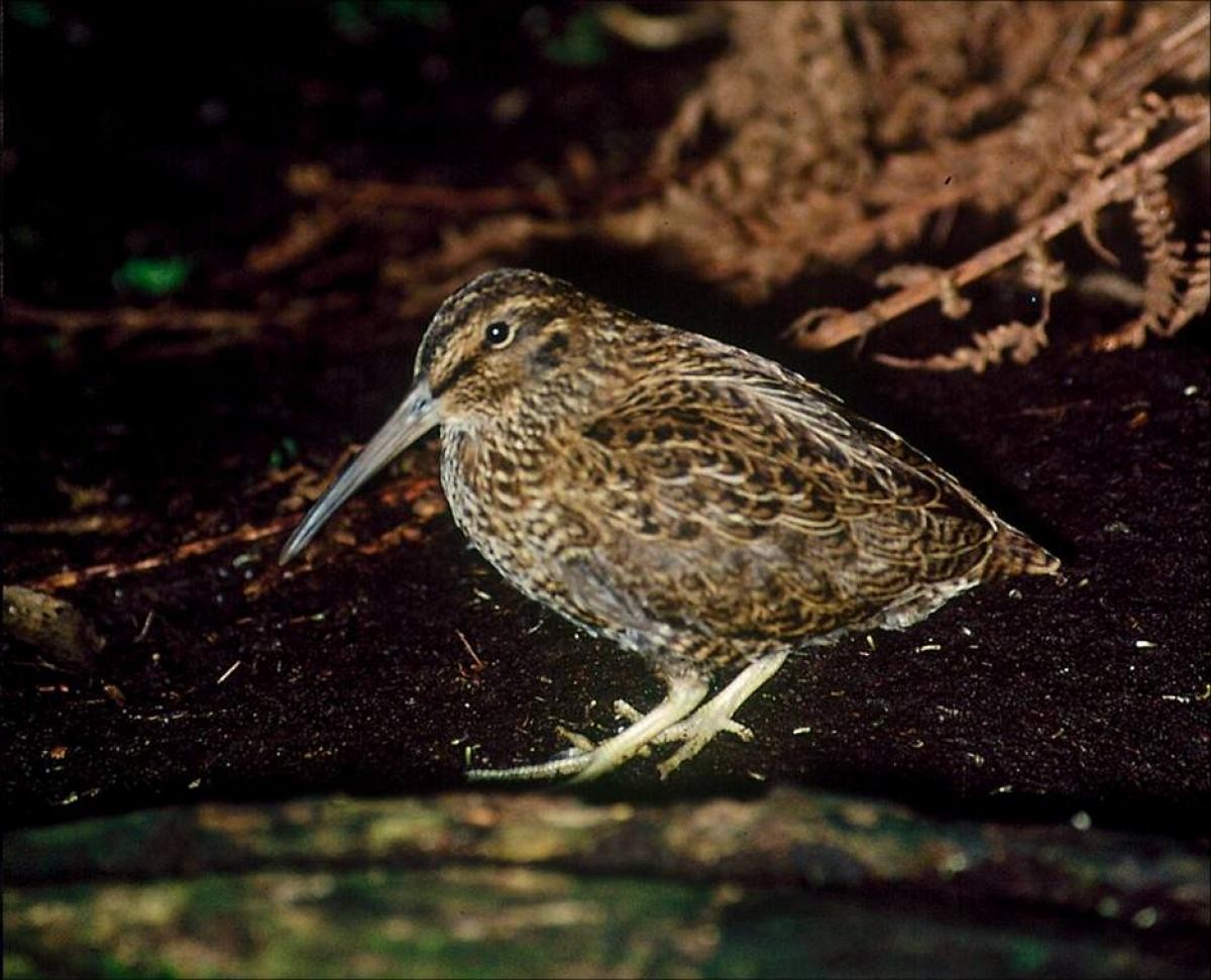 Snares Island Snipe - Colin Miskelly