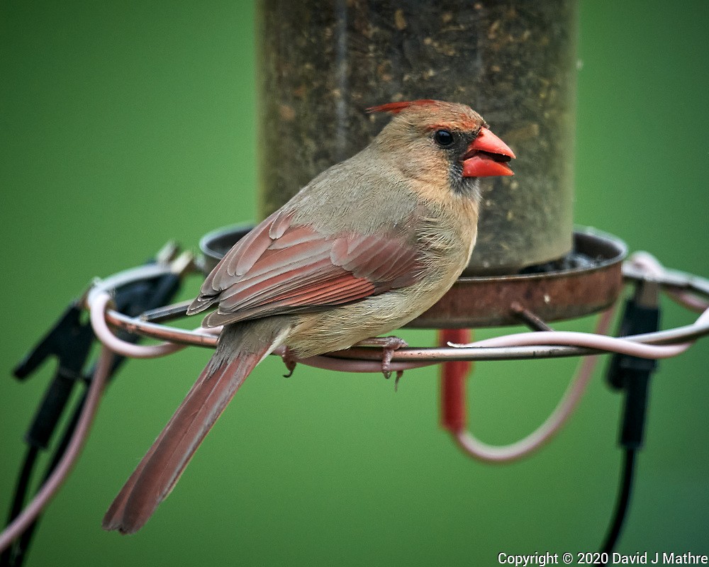 eBird Checklist - 17 Apr 2020 - 01 New Jersey, Skillman, home - 1 species