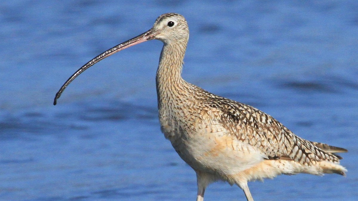 Long-billed Curlew - ML226045121