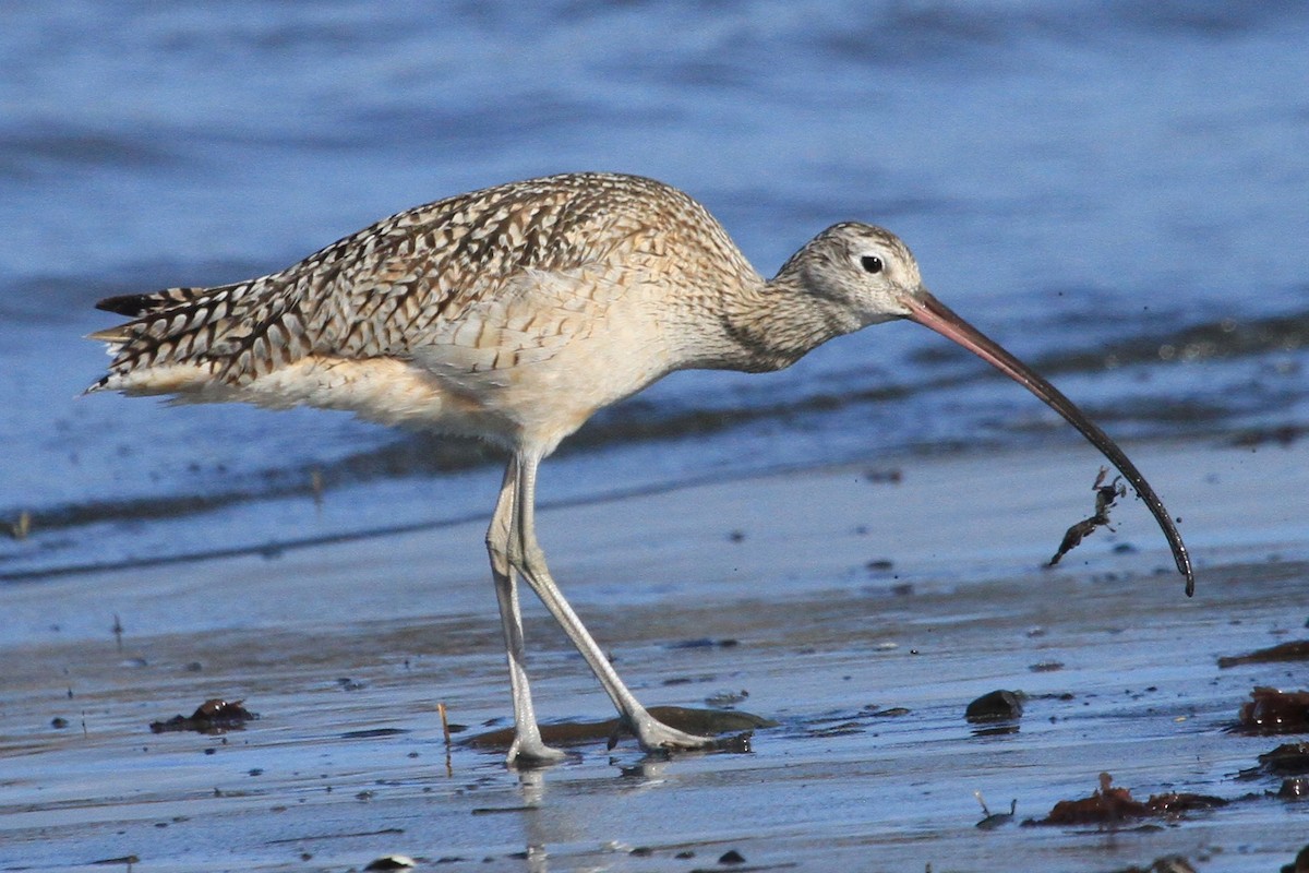 Long-billed Curlew - ML226045151