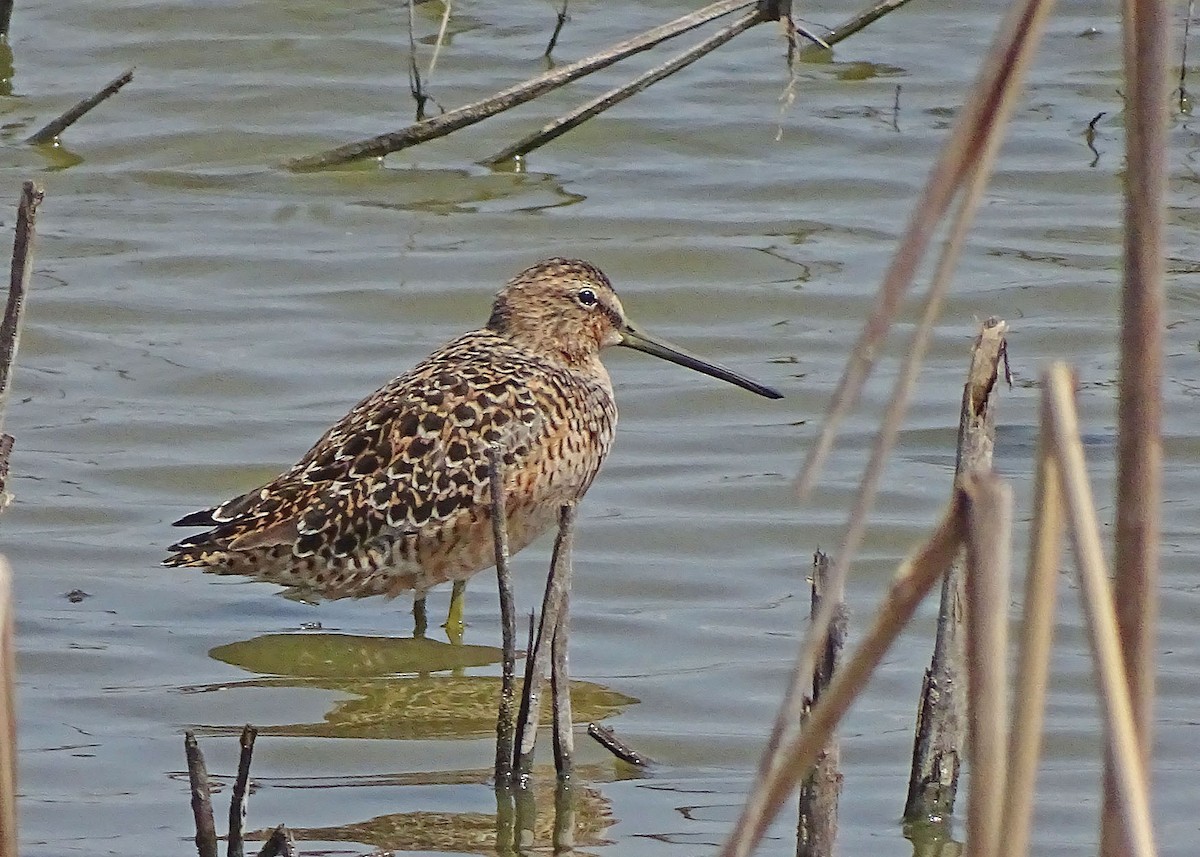 Long-billed Dowitcher - ML226047961