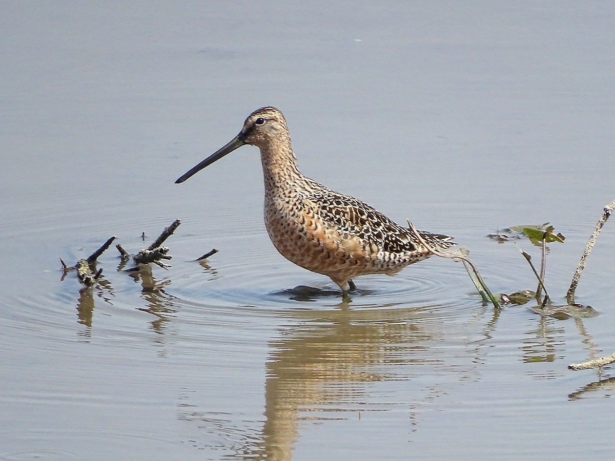 Long-billed Dowitcher - ML226048061