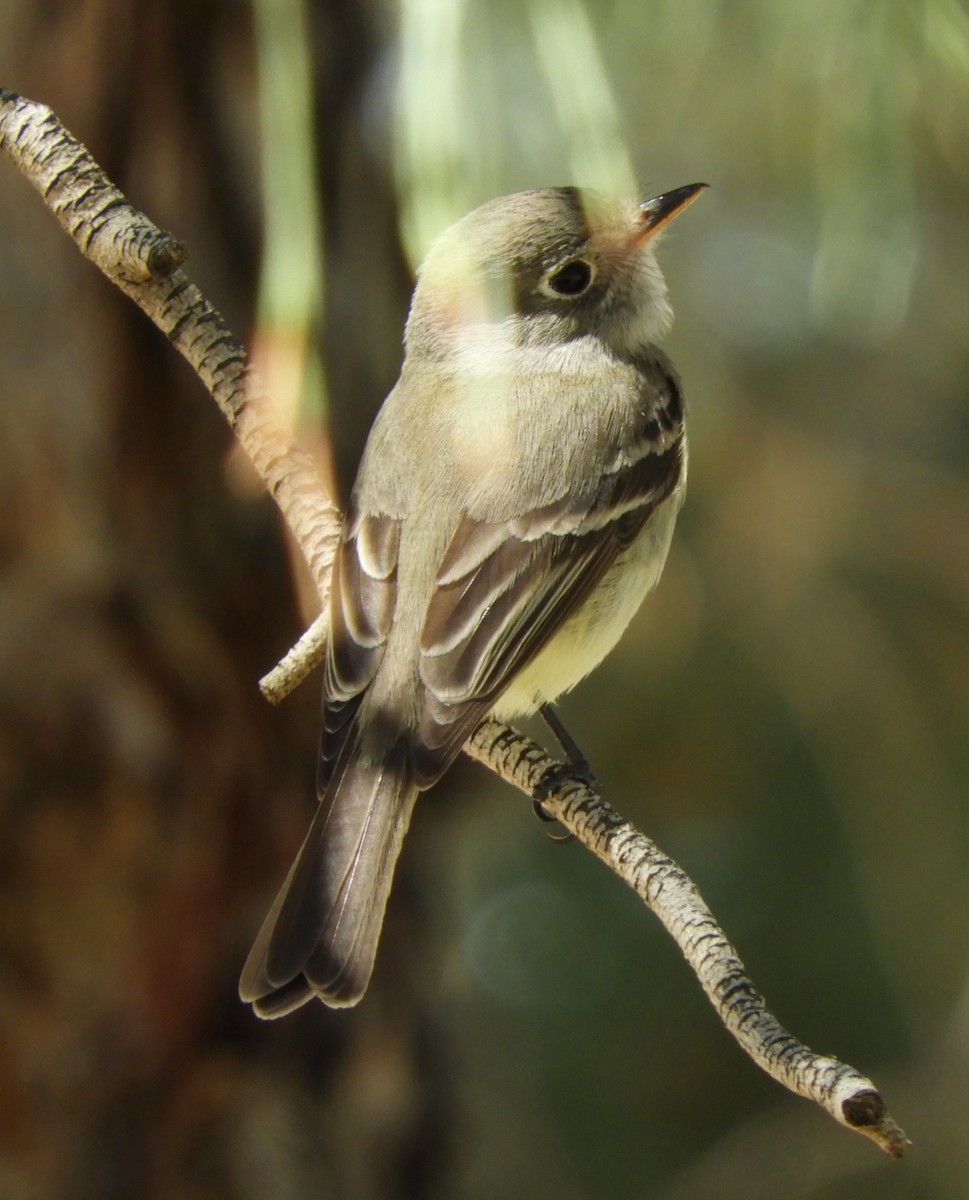 Western Flycatcher (Pacific-slope) - Becky Kitto