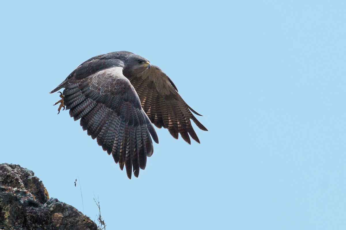 Black-chested Buzzard-Eagle - Jhonathan Miranda - Wandering Venezuela Birding Expeditions