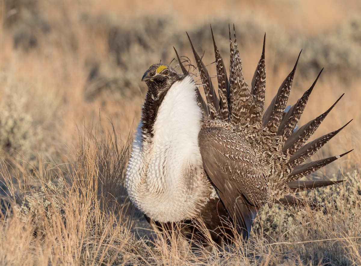 Greater Sage-Grouse - ML226054041