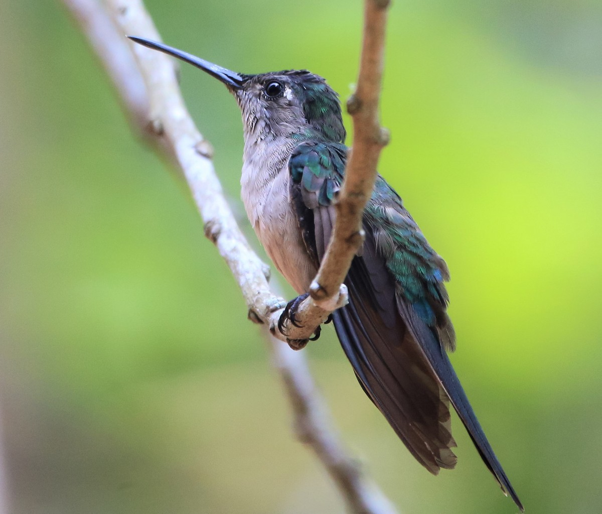 kolibřík klínoocasý - ML226054381