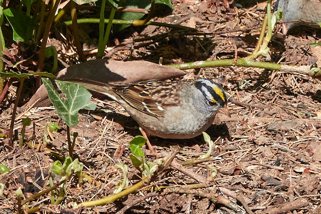 White-crowned x Golden-crowned Sparrow (hybrid) - Ryan Downey